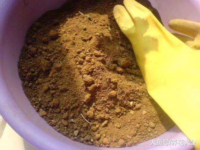 冒死揭秘花市猫腻, 这5种花买一盆死一盆, 过年买花千万注意了!
