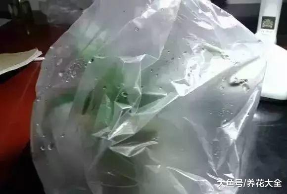 北浇淘米水, 南用草木灰, 用错了方法花死的更快!