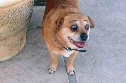 千万不要随便给你家狗狗画眉