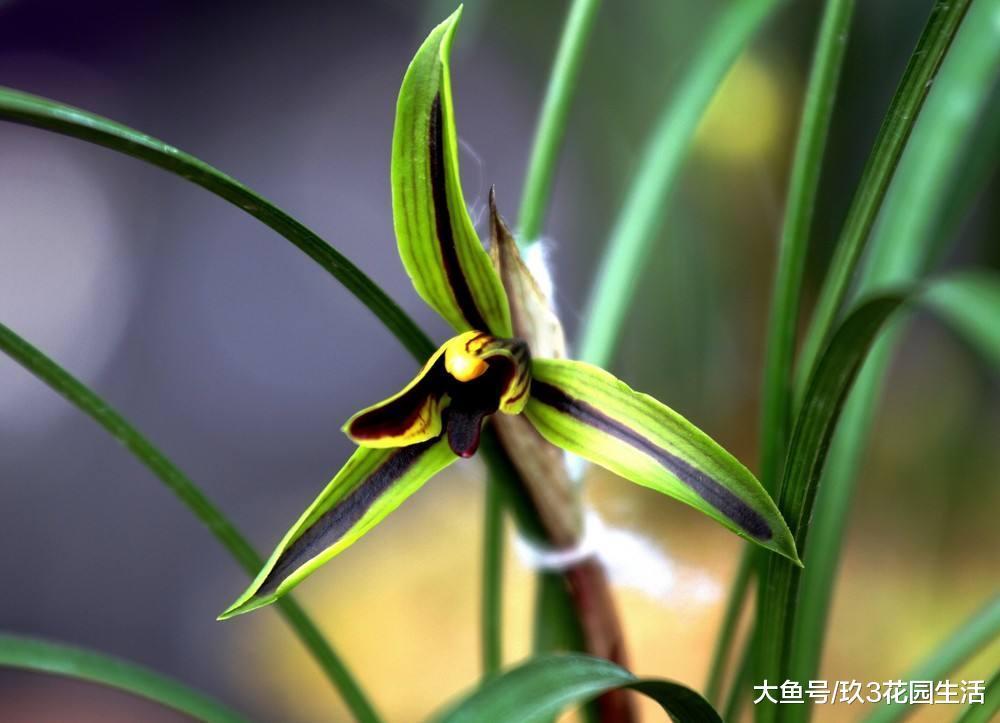 冬季养兰妙招: 通过提高水温来浇花