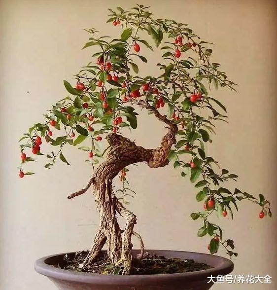 自己在家种一盆枸杞, 几个月就收获一盆红果