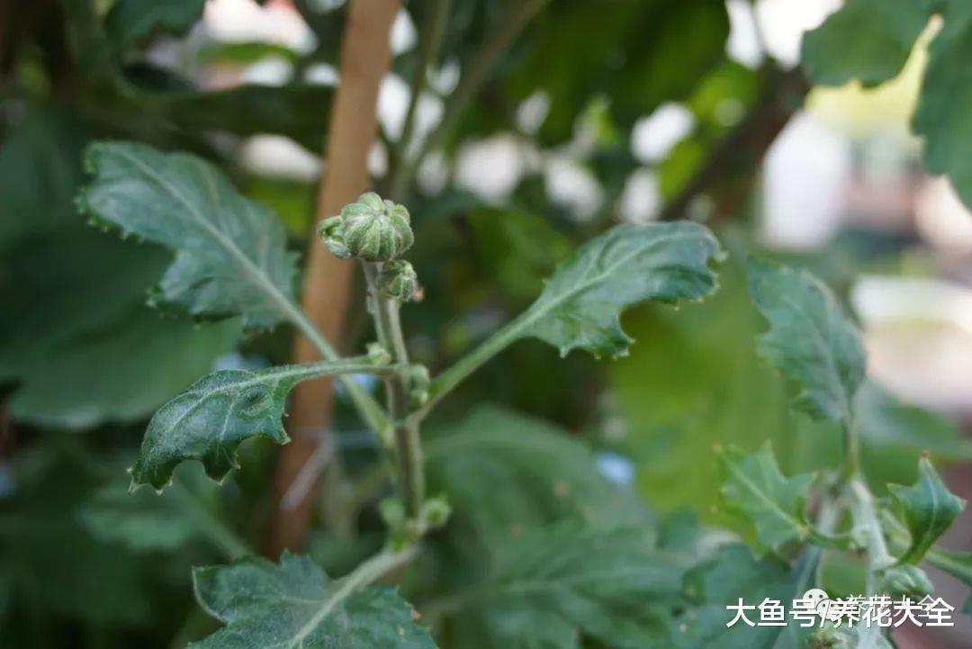 春天这么养菊花, 花开的拳头大, 还不用花钱买