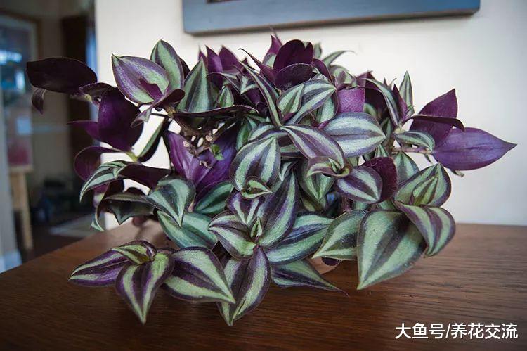 吊竹梅还有这么多品种, 紫色、白色和绿色的你更喜欢哪种?