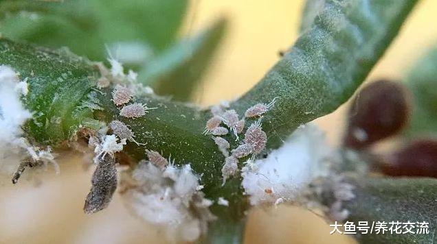 长得健壮的植物, 叶子的背面全是白色的虫子, 要怎么才能杀死它们呢