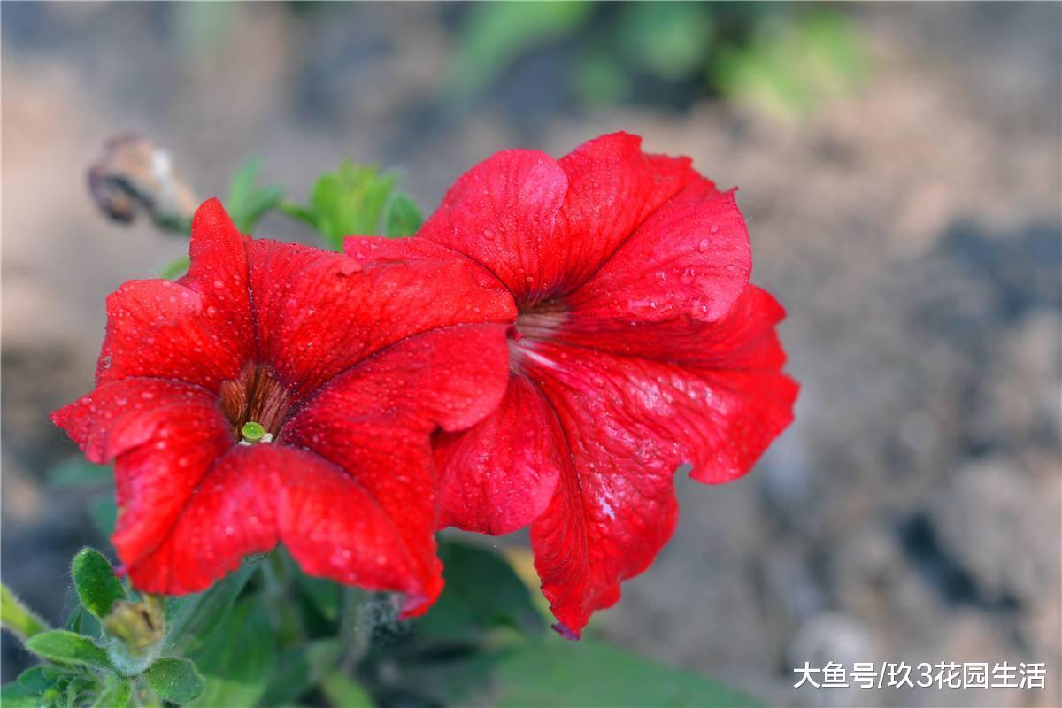 家居养花之观花植物——矮牵牛