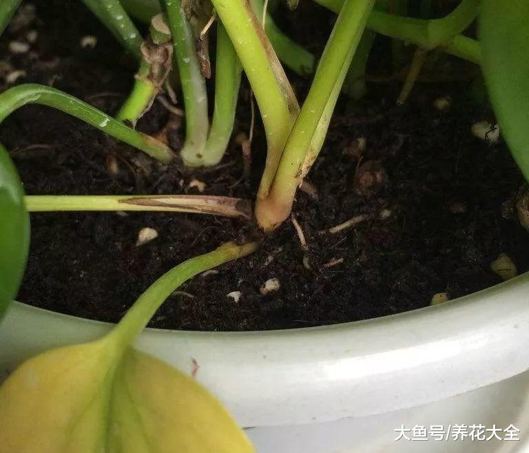 绿萝文竹总发黄? 只用这1招让它绿油油!