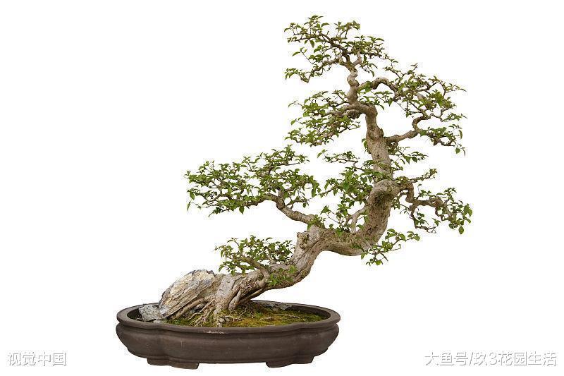 树木盆景常见的几种表现形式(二)