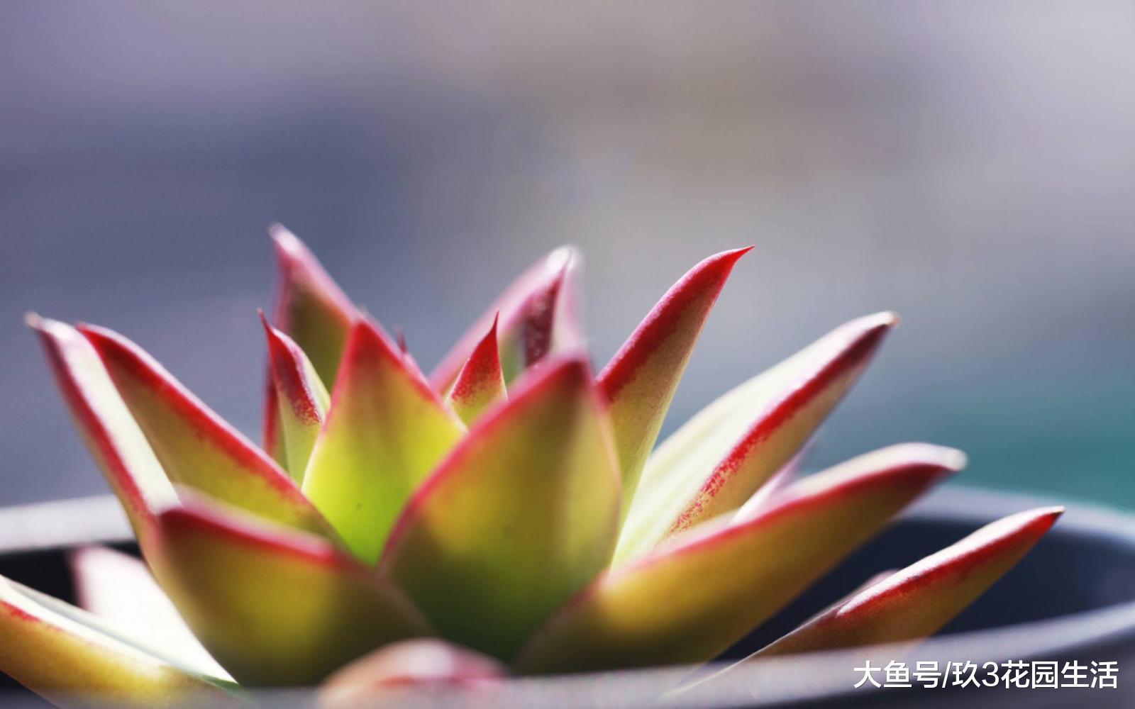 多肉植物中最常见的虫害——介壳虫