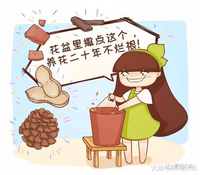 养花最怕烂根, 刚买回的花盆里放点料, 提前全预防!