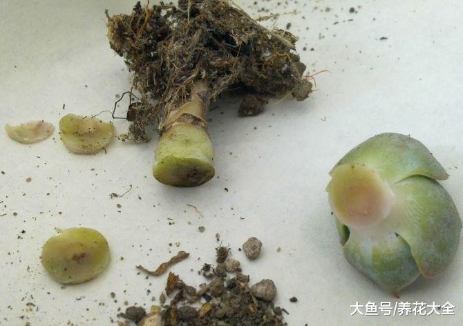 养花烂根别怕, 抹点它, 立马活过来, 蹭蹭蹭爆盆!