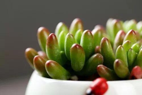 懒人福音的11种植物, 不管怎么养都不会死, 还越来越美!