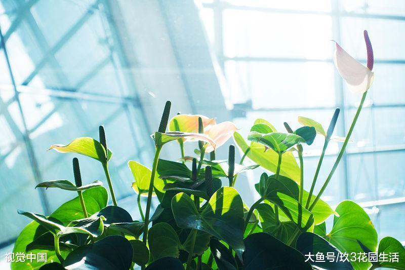 家里没人植物应该如何浇水? 其实也没那么复杂!
