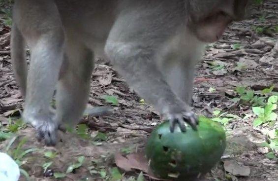 小伙把蛇装进西瓜里送给猴子吃, 猴子打开西瓜后不高兴了