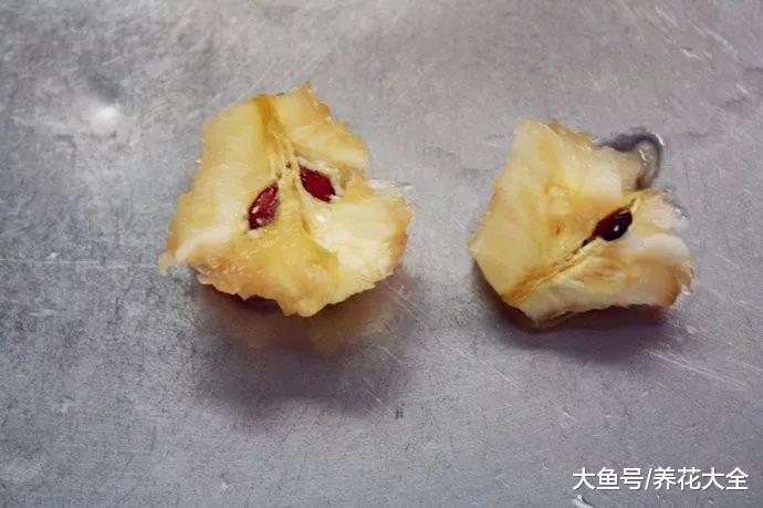 烂苹果、坏土豆别扔, 这么做会有奇迹发生!