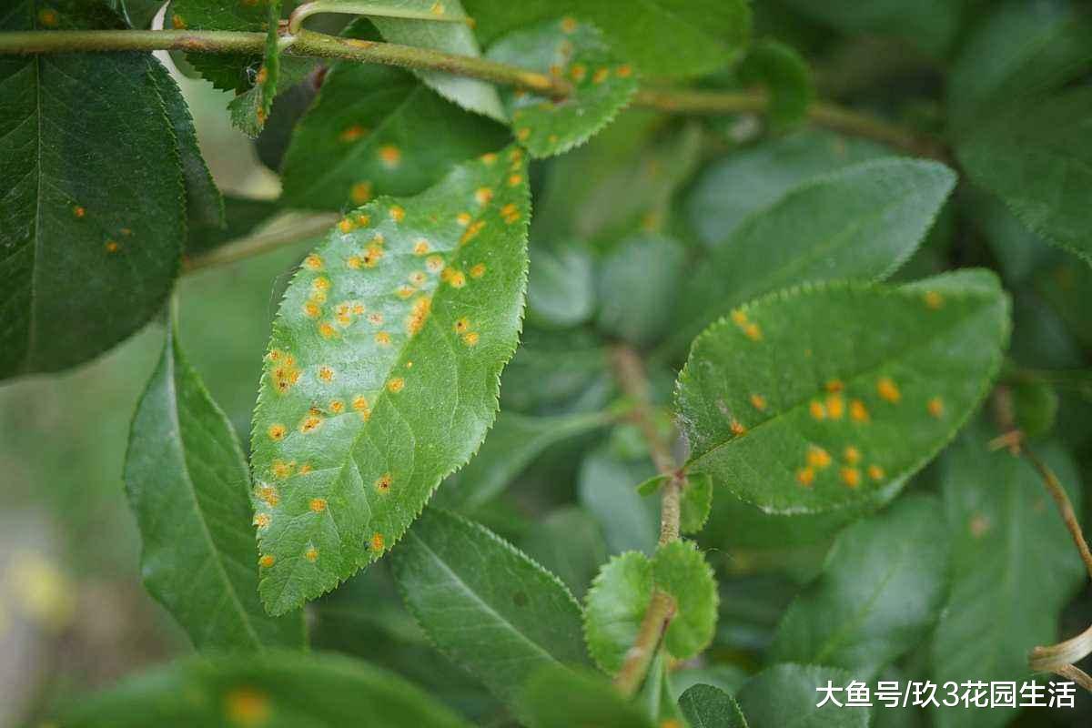 家庭养花中常见的植物病害(二)