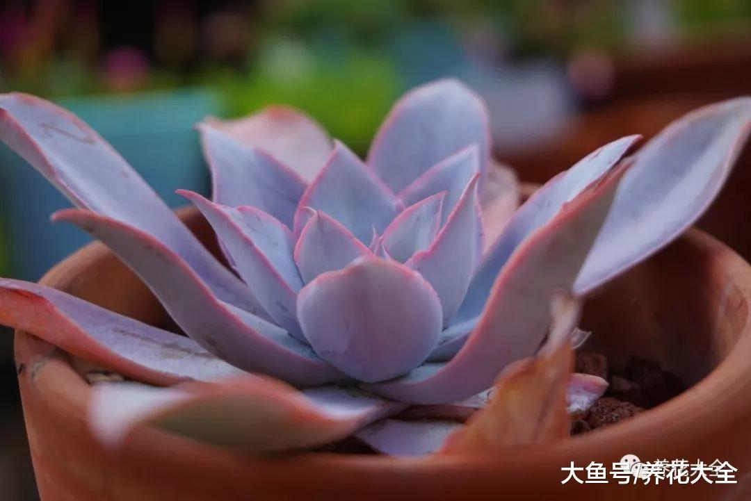 多肉这么养, 叶片胖嘟嘟红灿灿