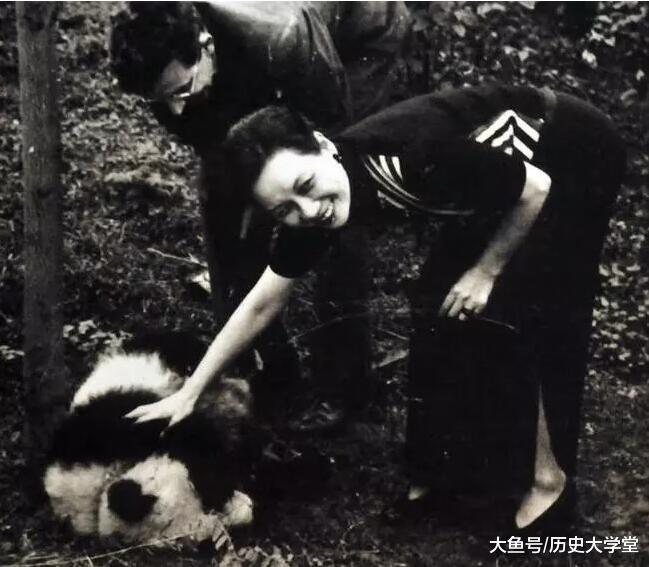 温顺的大熊猫在古代为何被称为食