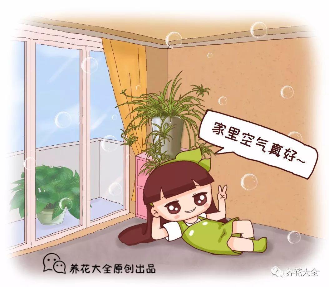 家里养盆它, 净化空气比电器还好使, 关键是还好看!