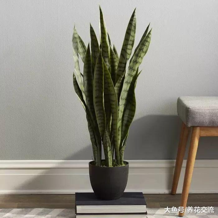 五种在低光照的室内也能生长良好的花卉植物, 你家养了哪种?