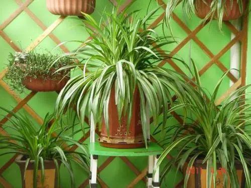 懒人福音的11种植物, 不管怎么养都不会死, 还越来越美!