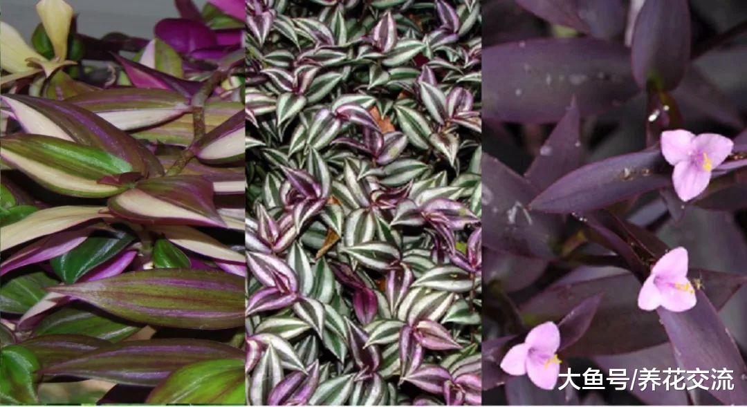 吊竹梅还有这么多品种, 紫色、白色和绿色的你更喜欢哪种?