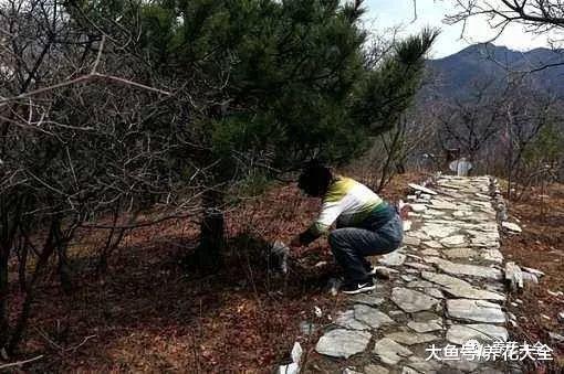 养花大神用多肉铺盆面, 盆面装的比花都好看