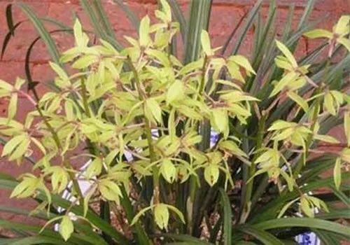 别人家兰花绿油油, 开的花都比自家美, 原来她们是这么做的!