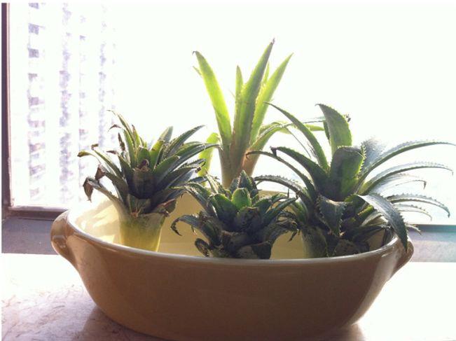 吃完的菠萝头不要扔了, 插在水里就能生根, 盆栽还能结果