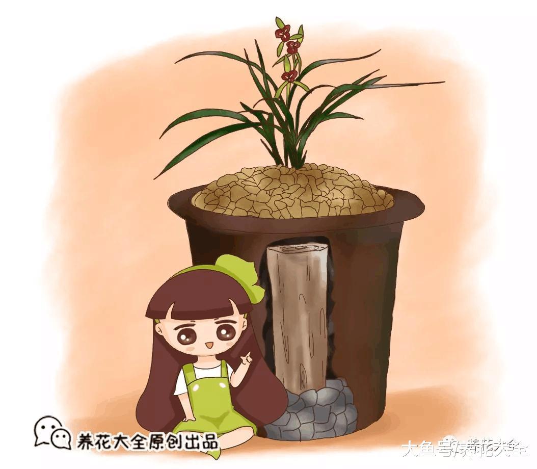 只需要1根木棒, 花越长越壮, 叶子绿得发光!