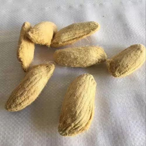 吃剩下的芒果核千万别丢, 用处可大着呢!