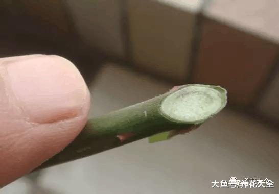 扦插用个塑料瓶就够了, 生根快, 成活率高!