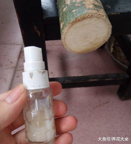 发财树黄叶快死了, 拦腰一刀切, 滴上两滴蜡, 新芽呼呼冒