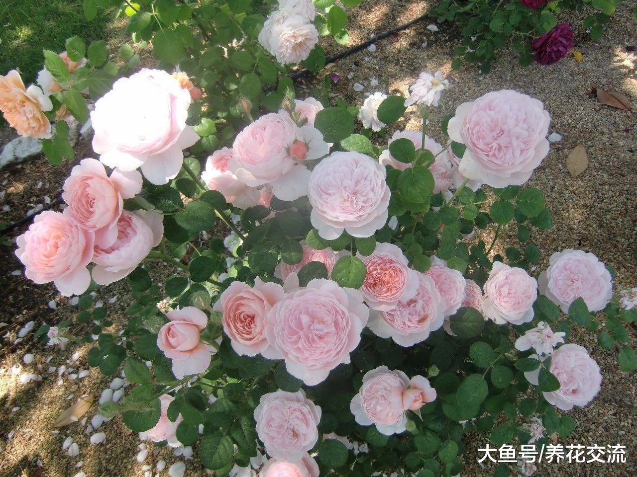 新买的裸根月季花, 用这种方法种土里, 两周就能生根发芽