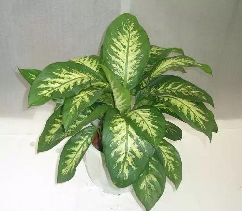 懒人福音的11种植物, 不管怎么养都不会死, 还越来越美!