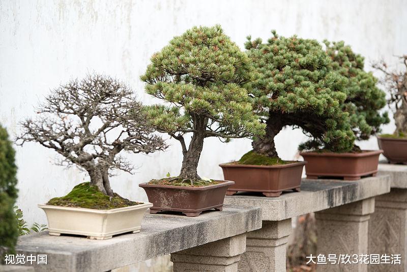 家居养花之盆景的立意构思