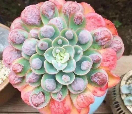 多肉里有这么多“贵族”, 标价贵的离谱, 价格足够买辆车!