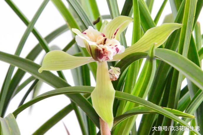 兰花常见的几种栽培形式