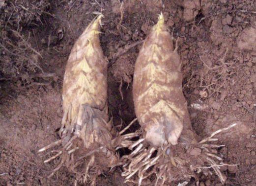 城市有钱都吃不到正宗, 农民挖一天顶白领一个月的工资