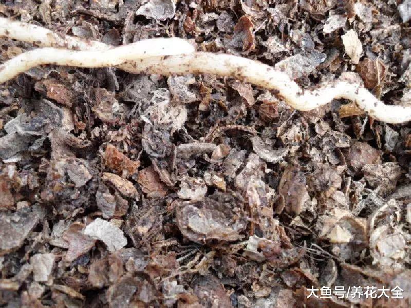 10年的君子兰, 根上全是“肉虫”咋回事