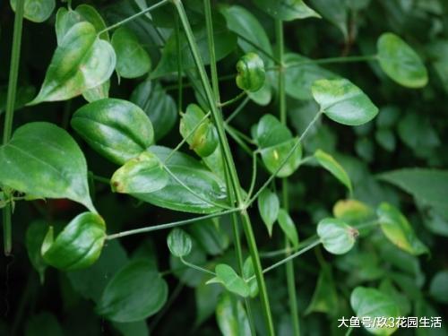植物的奥秘走近“石油”植物之谜