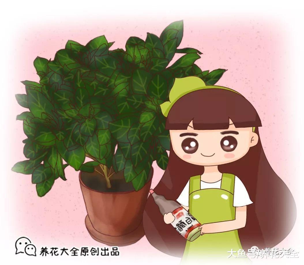 文竹水里加勺糖, 根长得跟笤帚似得!