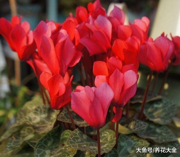 家里养盆仙客来, 开花喜庆又漂亮, 花朵能开到5月份