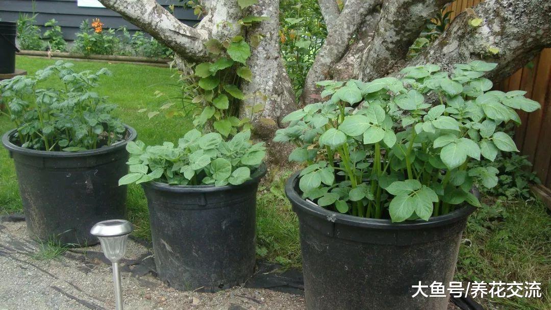 用塑料桶、塑料袋在家里种土豆, 掌握这种方法, 几个月收获满满