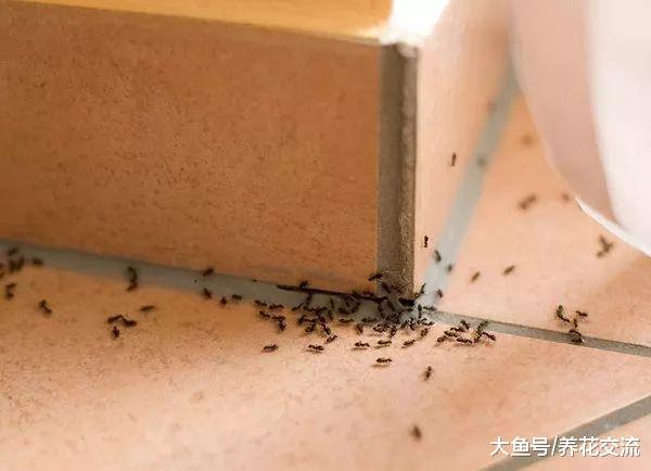 这16种方法都可以轻松赶走家里的蚂蚁, 避免花卉遭殃