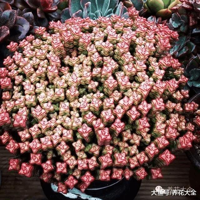 自从养了多肉, 只有买买买, 中毒太深!