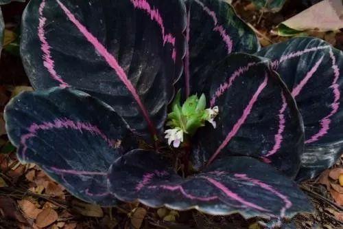 美腻到不行的紫色植物, 高逼格的家居生活怎么能缺少它呢!