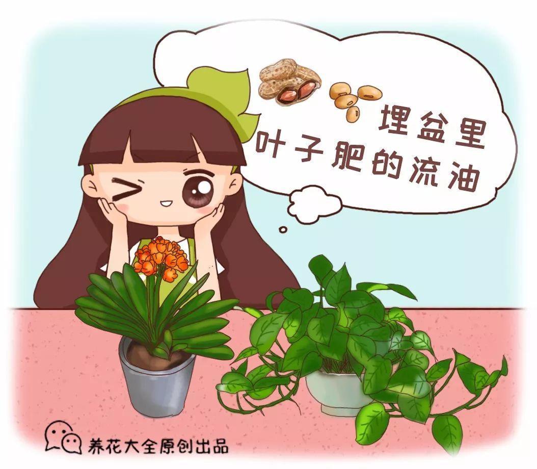 花生黄豆埋盆里, 叶子肥得流油, 根粗得像萝卜
