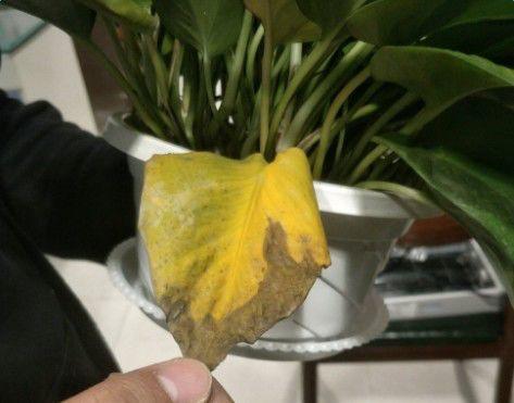 绿萝发财树冬天老黄叶, 盆里埋点它, 随手一浇, 叶子绿油油
