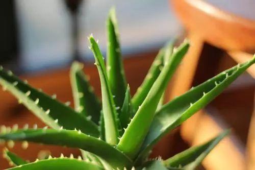 这几款植物不仅是美化环境, 养殖人还越养越健康, 身体倍儿棒!