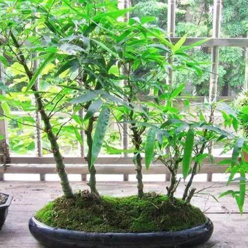 新年里, 这些带有美好蕴意的植物, 不带上一盆就亏大了!